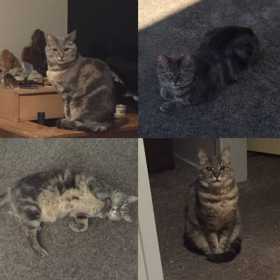 Lost Cat
