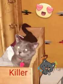 Lost Cat