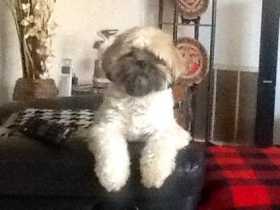 Lost Dog