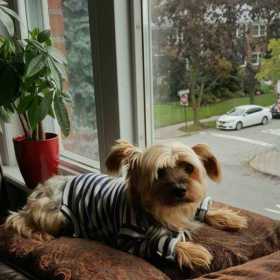 Lost Dog