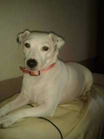 Lost Dog