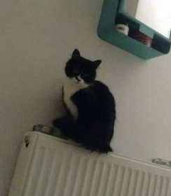 Lost Cat