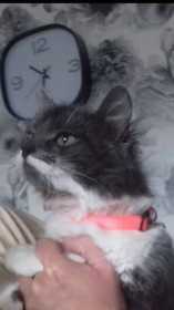 Lost Cat