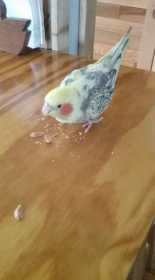 Lost Cockatiel