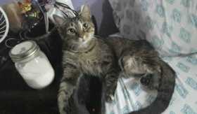 Lost Cat