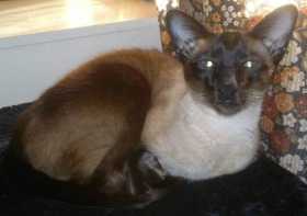 Lost Cat