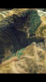 Lost Cat