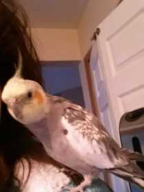 Lost Cockatiel