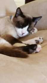Lost Cat