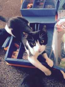 Lost Cat