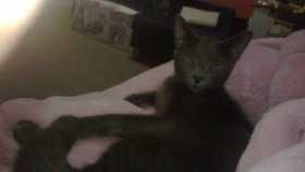 Lost Cat