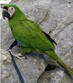 Lost Macaw