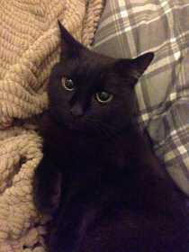 Lost Cat
