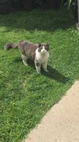 Lost Cat