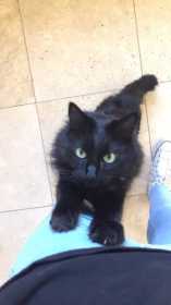 Lost Cat