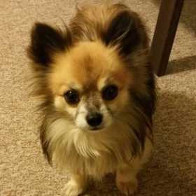 Lost Dog