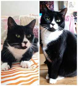 Lost Cat