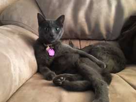 Lost Cat