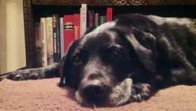 Lost Dog