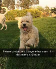 Lost Dog