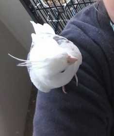 Lost Cockatiel