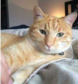 Lost Cat