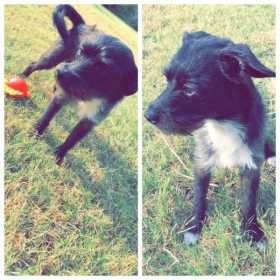 Lost Dog