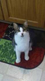 Lost Cat
