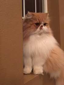 Lost Cat