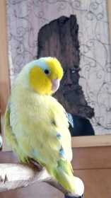 Lost Parrotlet