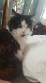 Lost Cat