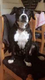 Lost Dog