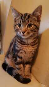 Lost Cat