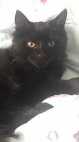 Lost Cat
