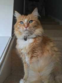 Lost Cat