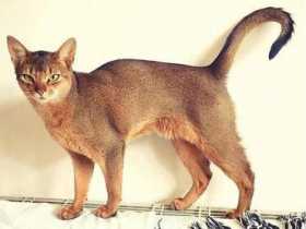 Lost Cat