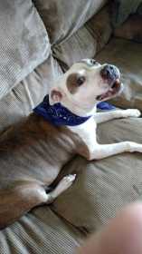 Lost Dog