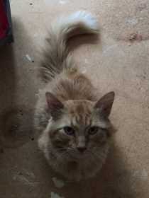 Lost Cat