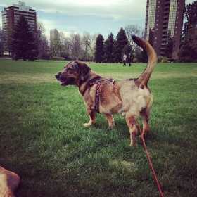 Lost Dog