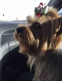 Lost Dog