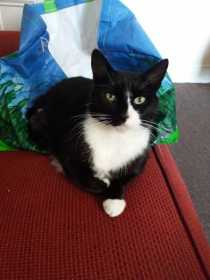 Lost Cat