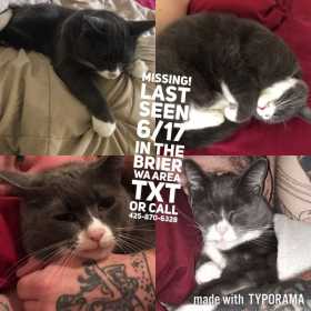 Lost Cat