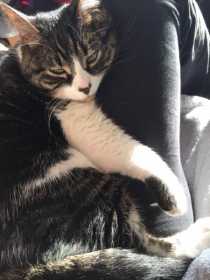 Lost Cat