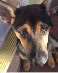 Lost Dog
