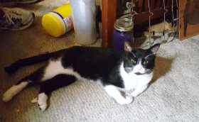 Lost Cat