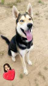 Lost Dog