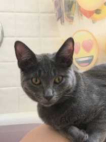 Lost Cat