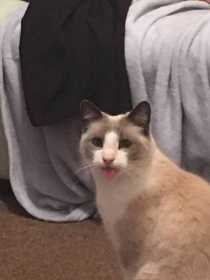Lost Cat