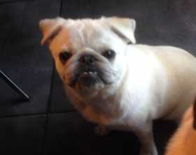Lost Dog
