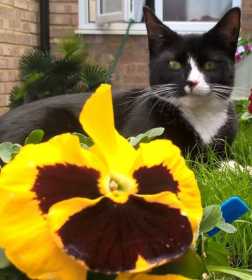 Lost Cat